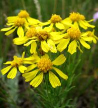 ColoradoRubberPlant