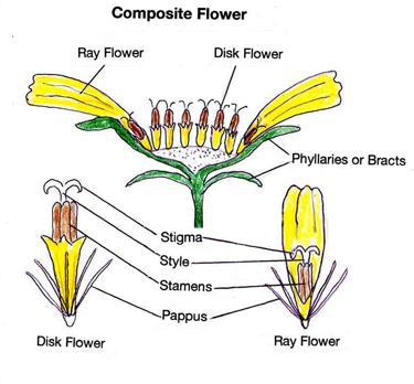 DiskRayFlowers