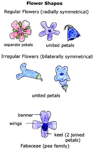 FlowerShapes