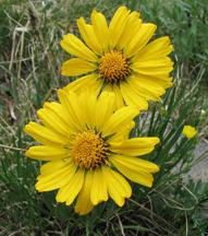GoldflowergrandifloraOld
