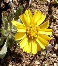 GoldflowerTetacaulis