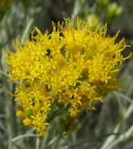 Rabbitbrush