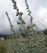 SageFringed