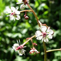 SaxifrageBrook