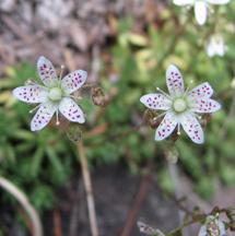 SaxifrageSpotted