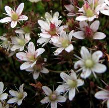 SaxifrageTufted