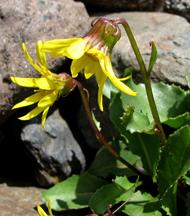 SenecioDaffodil