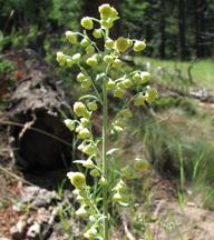 Wormwood