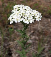 Yarrow
